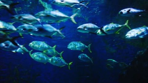 anastasiya_hope666 в LOOKY. #love,#красота,#freshwater,#nature,#вода,#prilaga,#рыбки,#водныймир,#water,#инстаживотные,#ocean. #love #красота #fres...