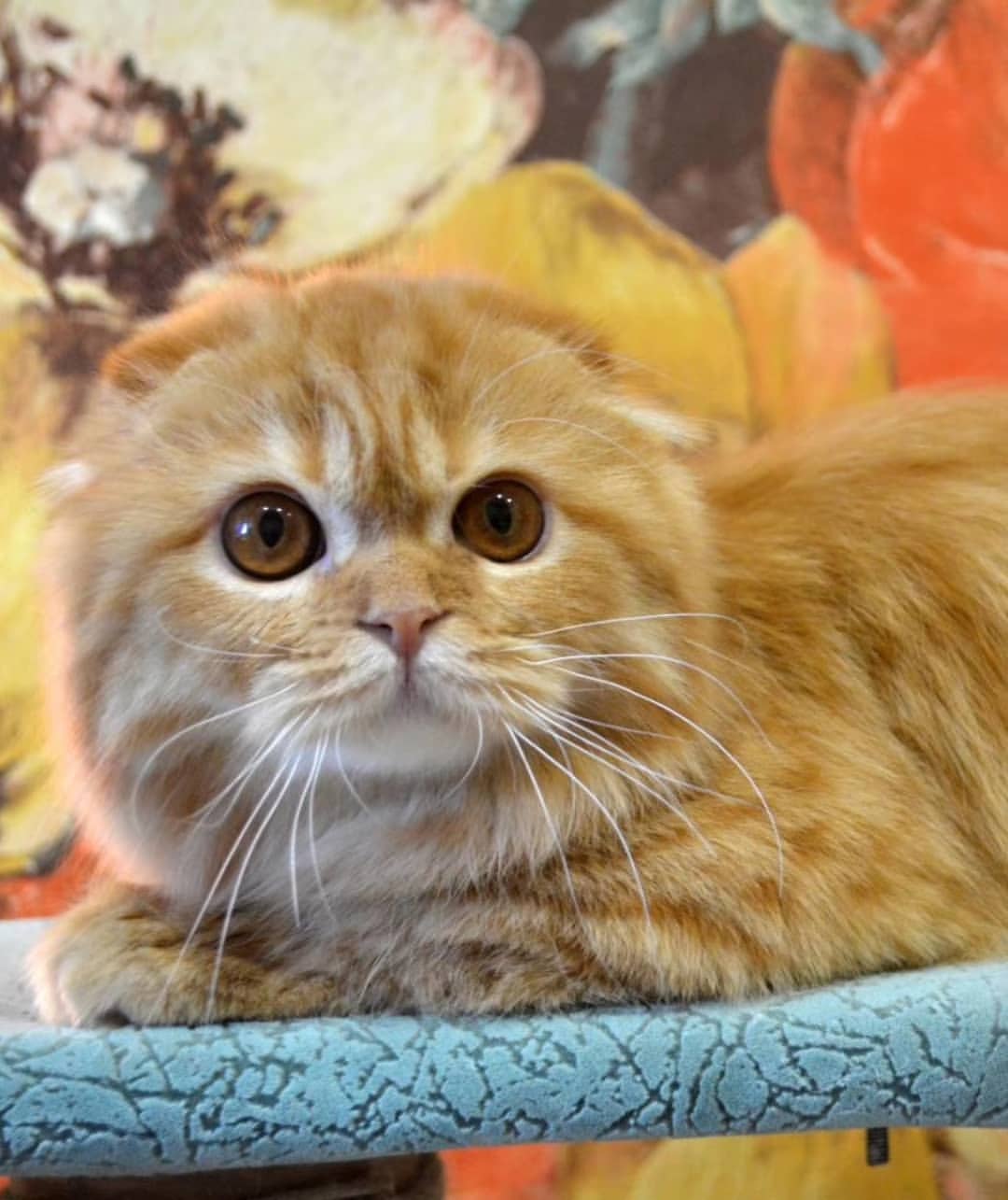 kittens_scottishfold_longhair в LOOKY — фото 3