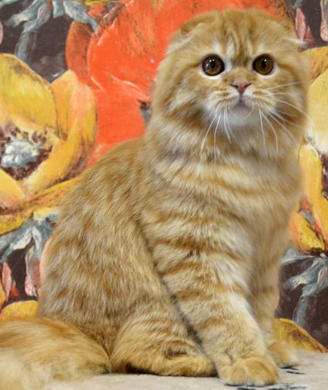 kittens_scottishfold_longhair в LOOKY — фото 2