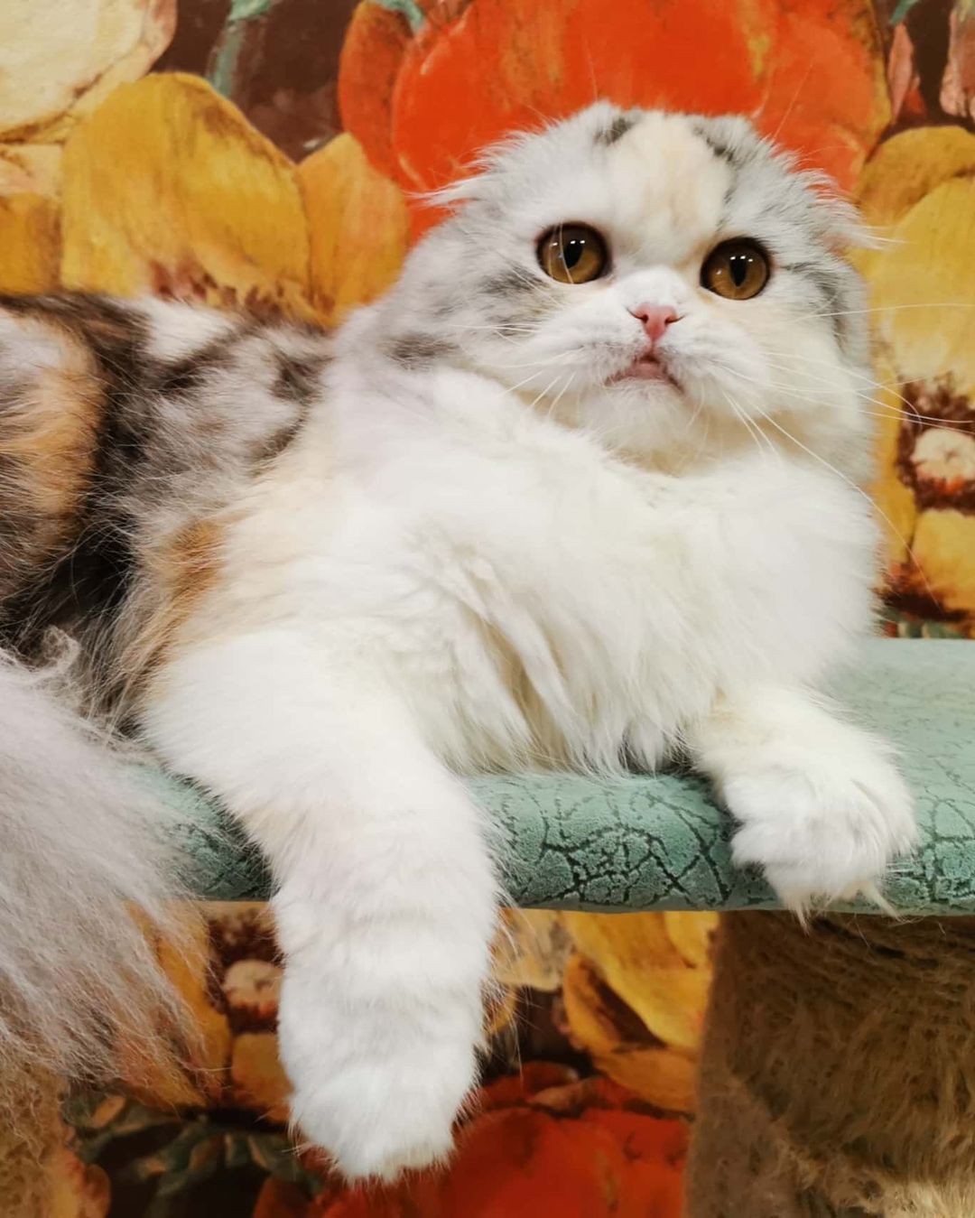 Вислоухие шотландские котята в LOOKY — фото 4