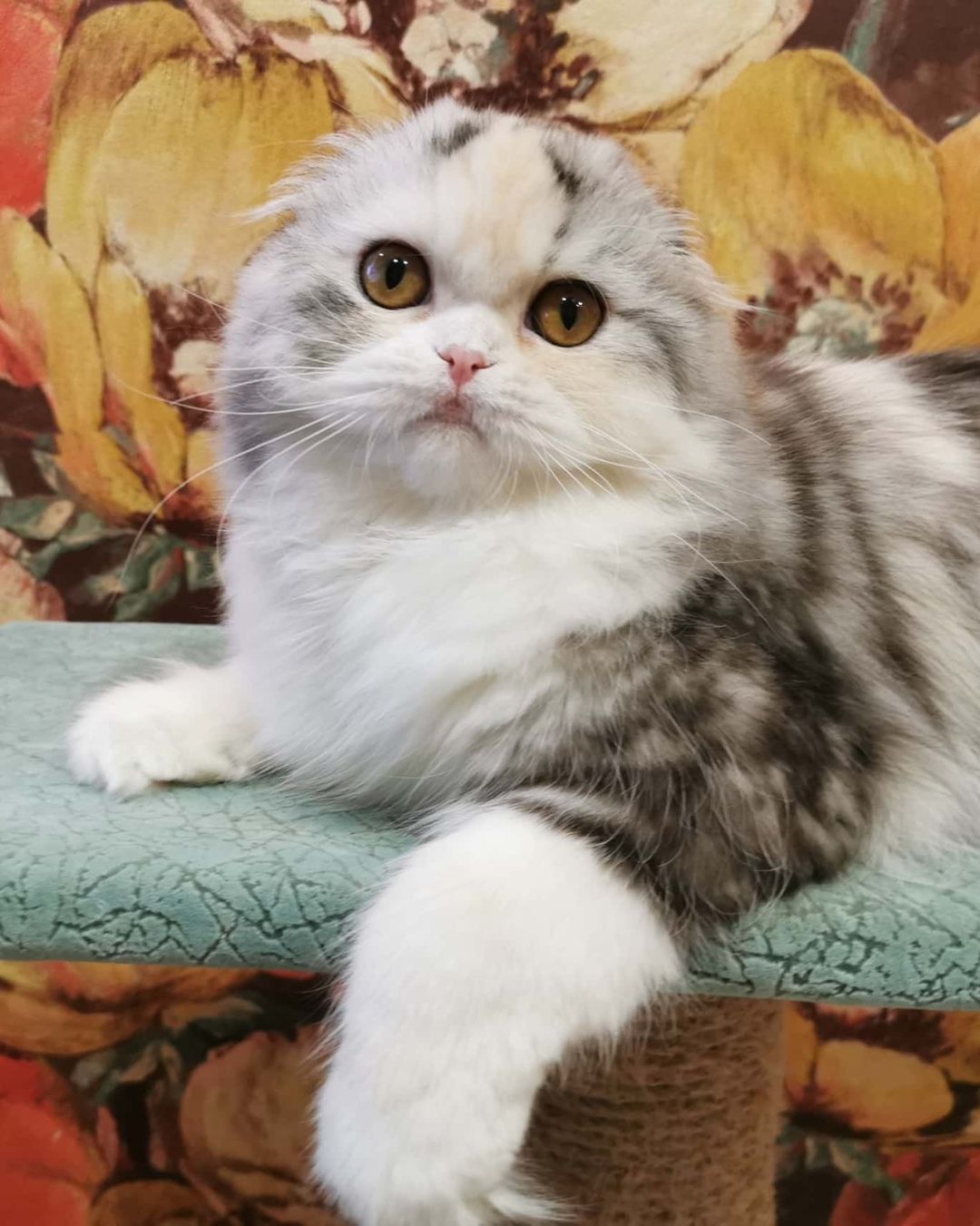 Вислоухие шотландские котята в LOOKY — фото 3
