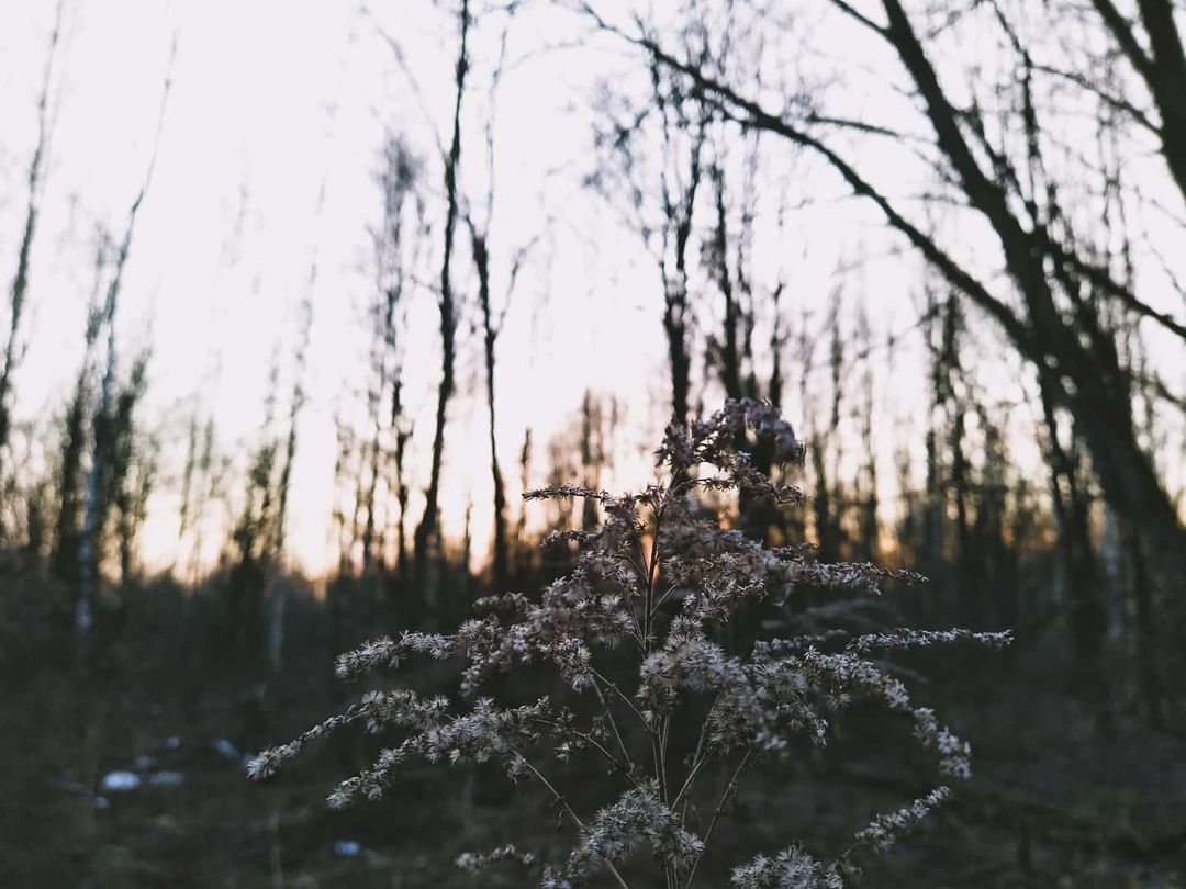 oleg_lll_ в LOOKY — #photo #photography #nokia7plus #forest #dark #artist