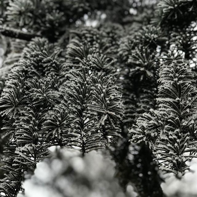 larusmax в LOOKY. . Зима не сдаёт позици...