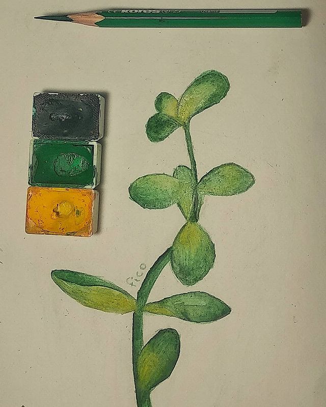 f_fico_o в LOOKY. #художница#рисунок#денежное_дерево#зелёный#💚#🌱. Денежное дерево 💚 �...