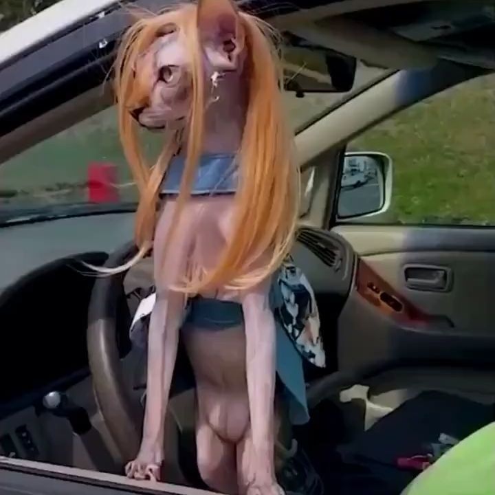 larisatyseva в LOOKY. . С днем кошек! Всех л...
