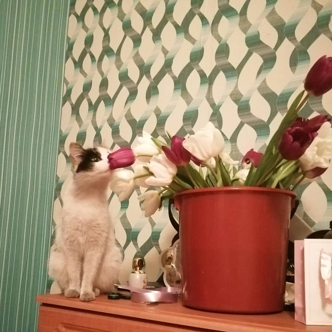yana_baxtiarova в LOOKY. #Ева. Котя заценила❤️🐈
#Е...