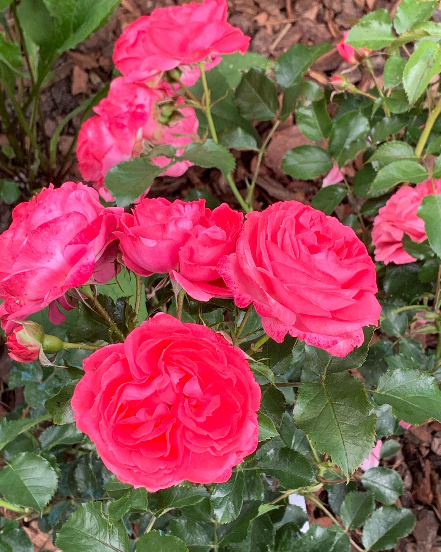 natali_guryanova_art в LOOKY — фото 2