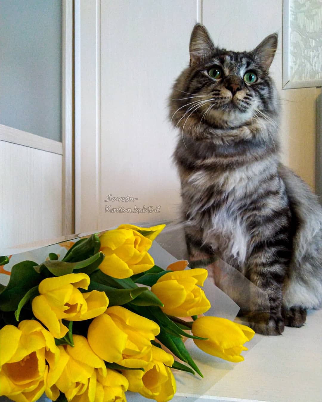 samson_and_barrymore.bobtails в LOOKY — фото 2