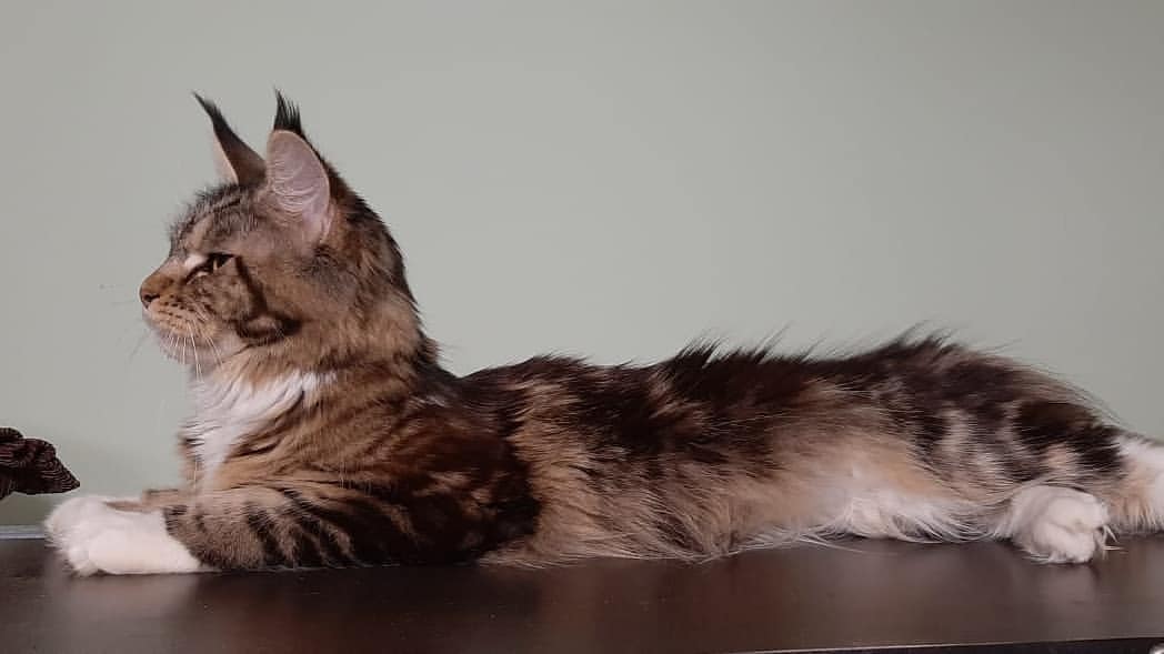 simonova_elena76 в LOOKY — фото 4