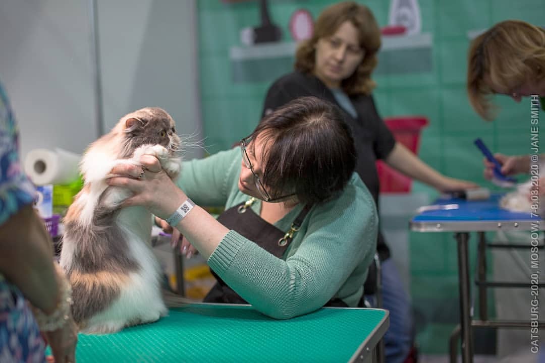 mycatgrooming в LOOKY — фото 7