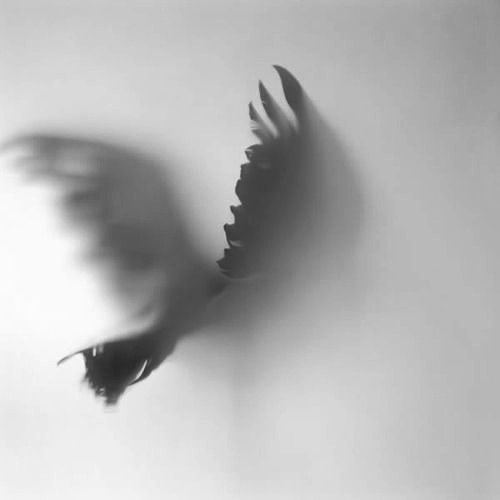 go_surprise_me in LOOKY. #ravens,#blackaddicted,#art. #ravens #blackaddict...