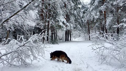 sw_amina в LOOKY. #gsd,#gsdlove. Шло 45-е февраля... ...
