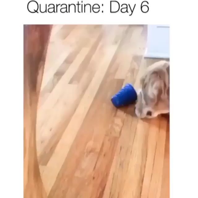 michaelg_dr в LOOKY. #carantine,#stayinhome,#coronavirus,#quarantine. 😊 #carantine #stayi...