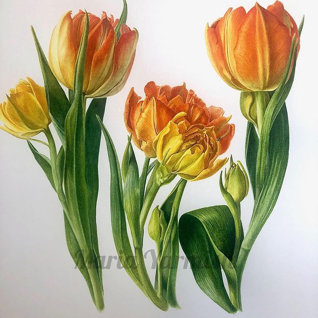 mariayarmish_botanicalart в LOOKY. #botanicalart,#botanicalpainting,#watercolortulip,#monteorangetulips,#doubleearlytulips,#watercolorflower,#botanicalillustration,#tulipspainting,#цветыакварелью,#ботаническаяживопись,#АХБИ,#SABA,#иллюстрациятюльпанов. Тюльпанчики/ Tulips ...