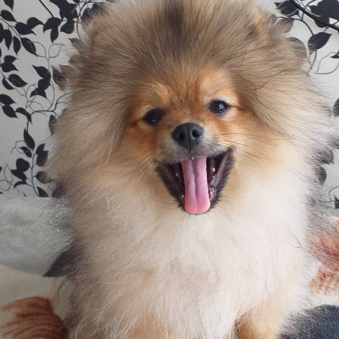spitz_nadezhda в LOOKY — фото 3