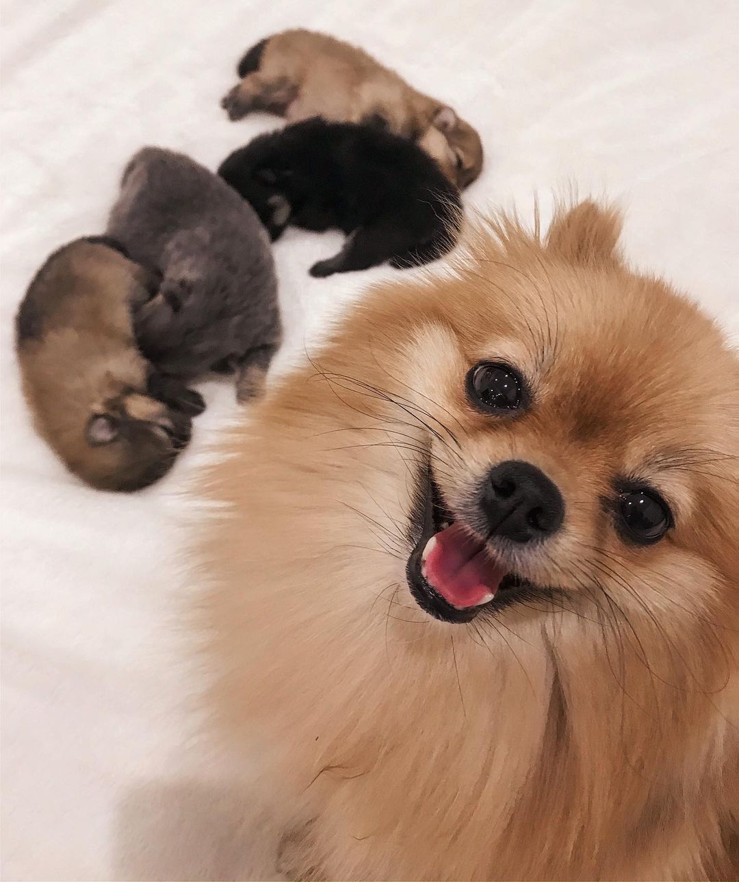 poleva.anastasiya в LOOKY — Селфи счастливой мамочки 🐶🐶🐶🐶 #шпиц#померанскийшпиц#мише