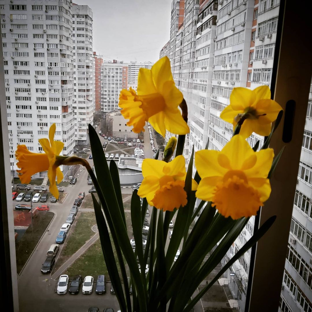 #веснанакарантине #самоизоляция