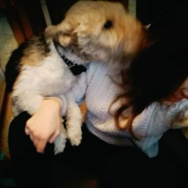 animus_vet в LOOKY. #любимец,#целовашки,#собака. Прилив нежности от м...