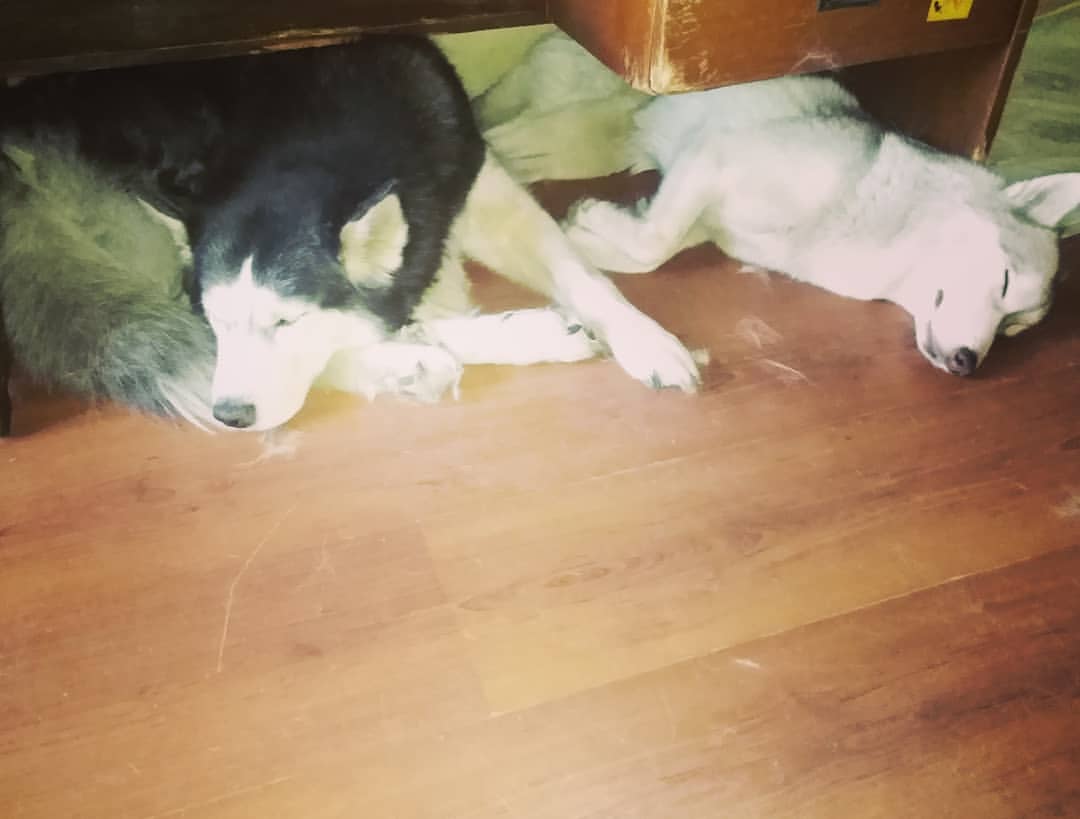 konstantin_husky_official в LOOKY — #дома#карантиндомаспим