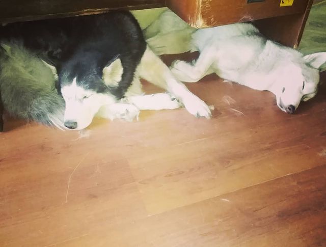 konstantin_husky_official в LOOKY. #дома#карантиндомаспим. #дома#карантиндомасп...