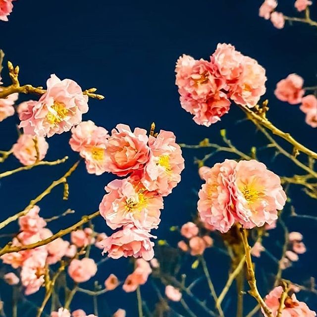 tandava__vall в LOOKY. . null