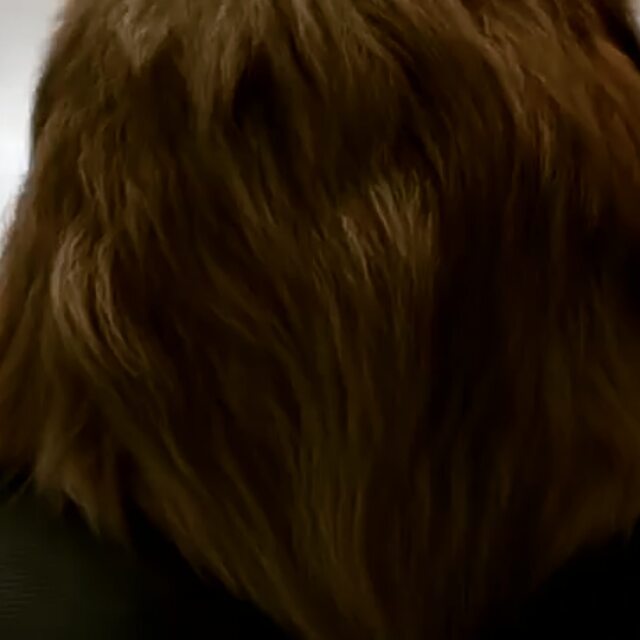 artikov_oo7 в LOOKY. . ANGRY LION IN MERSED...