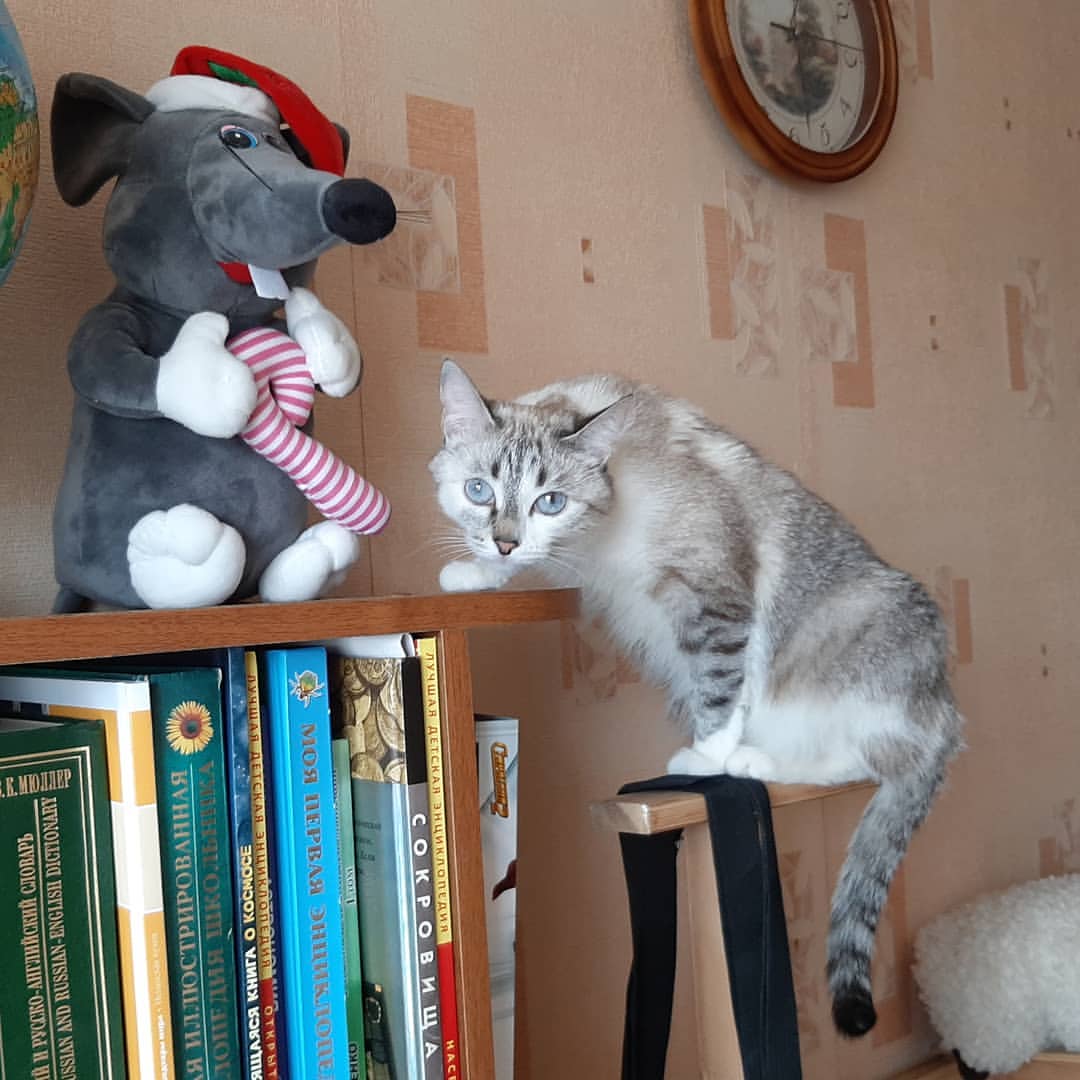refmeh71 в LOOKY — Кошка и мышка!
#киса #котэ #алиса #кошки #кискис