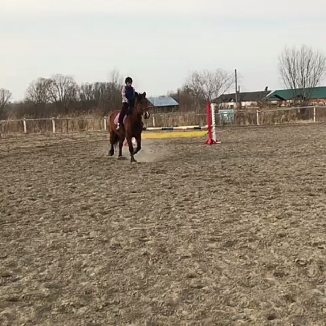 elizabeth_isk в LOOKY. #лошадинаясила,#люблю,#лошади🐴,#лошадь,#лошадьдругчеловека,#люблюлошадей,#лошадки,#лайктайм,#лайкивзаимно,#лайкивинстаграм,#конкур,#кони,#конныйспорт,#коноблог,#коноблогер_lh,#конник,#конныймир,#конныйспорт🏇,#коноблогер,#конюшня,#всадник,#верхом,#верховаяезда,#взаимныелайки,#взаимнаяподписка,#взаимно,#подписказаподписку,#подписка. Конкур считается наи...
