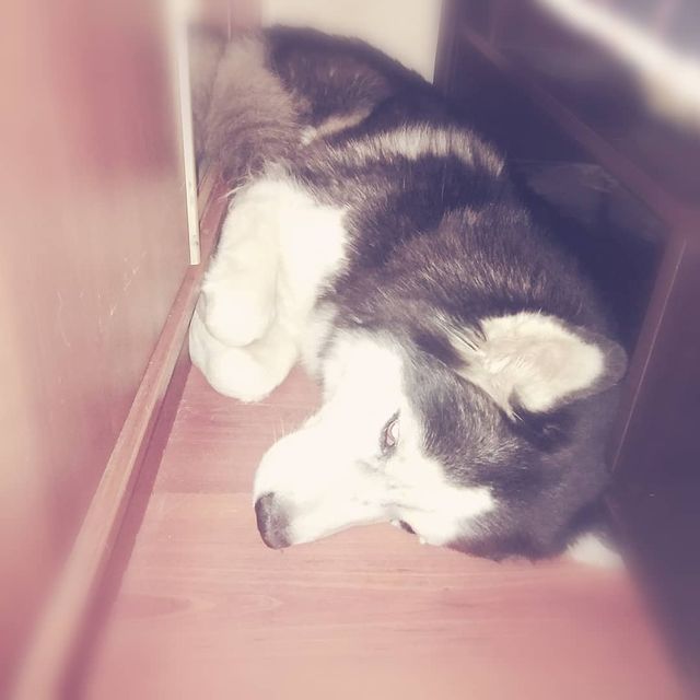 konstantin_husky_official в LOOKY. #Найда#карантин#домасидим. Походу моя собака 🐕...
