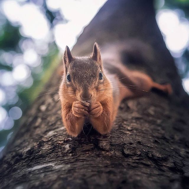 lesvnas_ в LOOKY. #лес,#лесвнас,#влесукакдома,#лесноевдохновение,#обитателилеса,#белки,#белка,#бельчонок,#лесныежители,#пушистыегрызуны,#воткомудомахорошо. Вот такие забавные т...