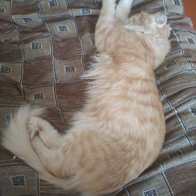 va1ieva_di в LOOKY. #Хорошо#быть#котом. #Хорошо#быть#котом