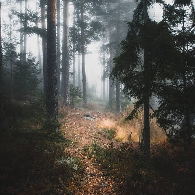 lesvnas_ в LOOKY. #лес,#лесвнас,#лесноевдохновение,#жизньвлесу,#красотамира,#влесукакдома,#леснаяжизнь,#природамира. Атмосфера леса 🌿
#л...
