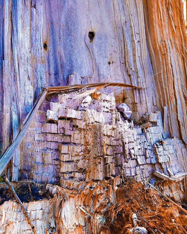 oleg_lll_ in LOOKY. #photo,#photography,#wood,#woodart,#art,#tree. Любопытное дерево......