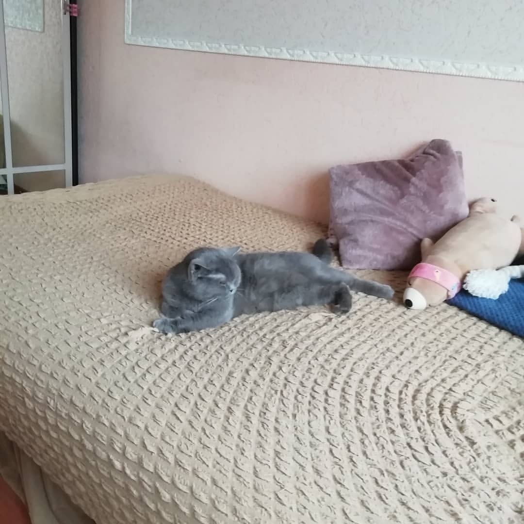 anastasiya_hope666 в LOOKY. #kittens,#pets,#nice,#кошкитакиекошки,#sleeping,#домашнийпитомец,#котэйка,#домашние,#пушистик,#kitten,#ленивец,#instacat,#prilaga,#мойкотэ. Пока хозяйка работае...