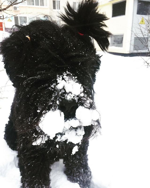 avrora_rossa в LOOKY. #рчт,#черныйтерьер,#собакасталина,#blackrussianterrier,#brt,#rusianblackterrier,#blackrussianterriers. Зима вернулась❄️❄️❄️...