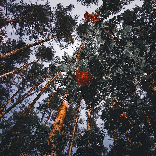p_.jull в LOOKY. . null