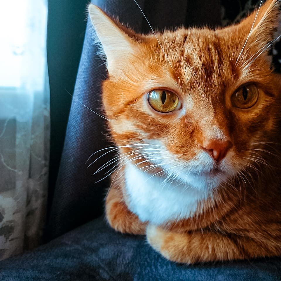 dikaja_belka в LOOKY — Наш котейка. 
Толстый, ленивый, иногда мяукающий и очень люб