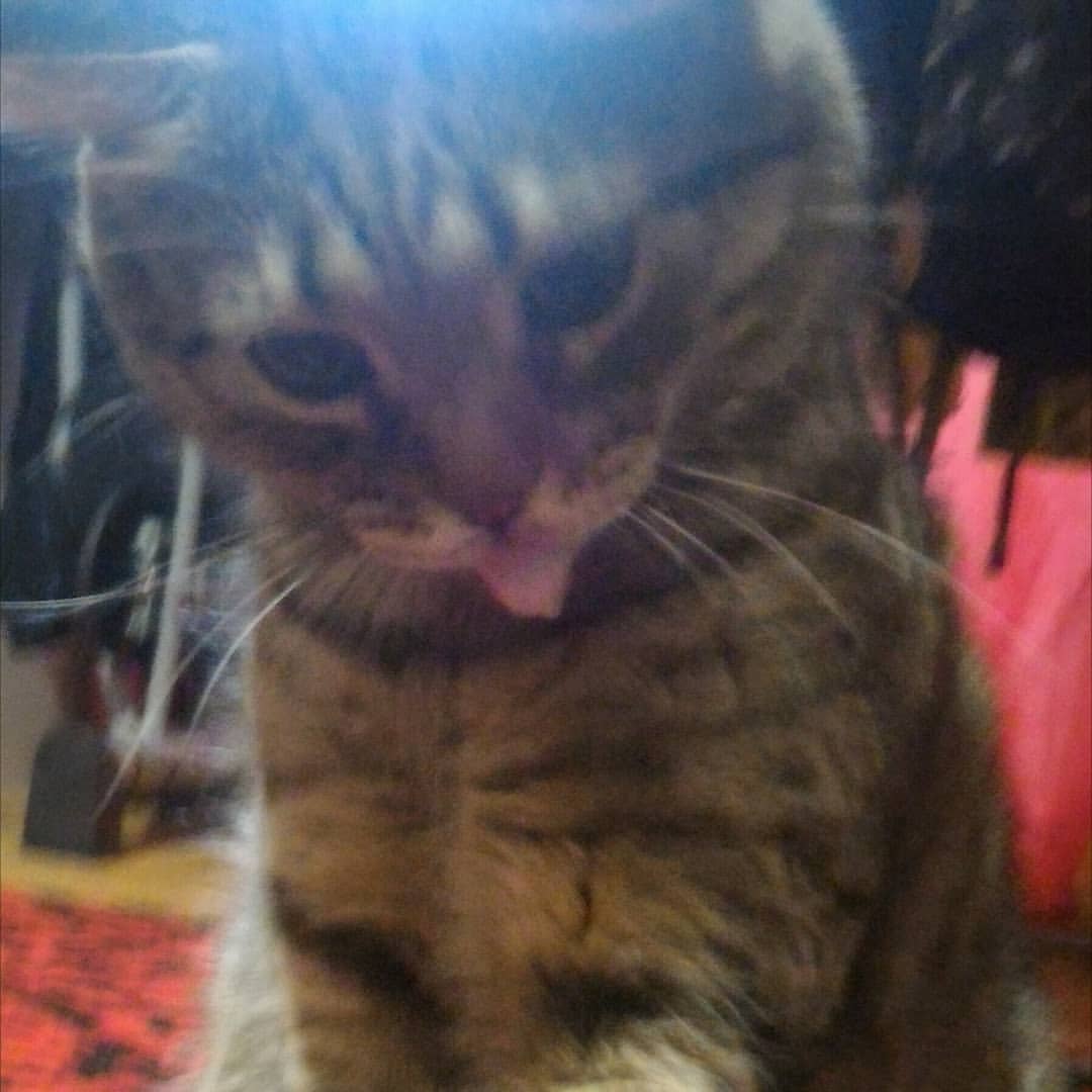 motynews в LOOKY — #любимыйкотик
#котейка
#котозависимость
#кототерапия
#кошачь