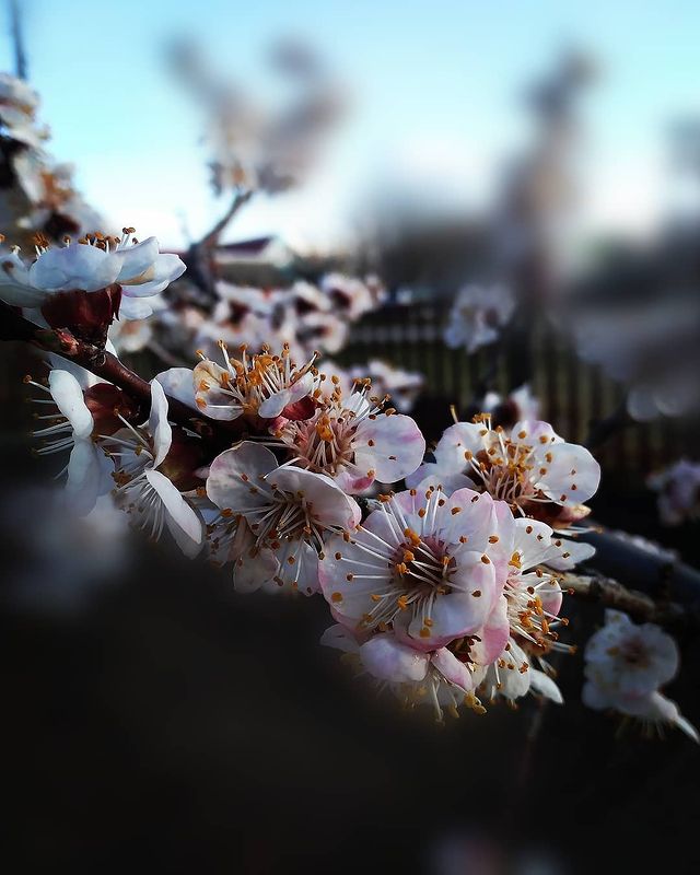 tatiana_owl_ в LOOKY. #Springinourcity#чем. #Springinourcity#чем...