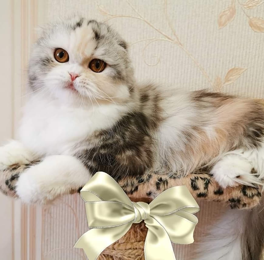 kittens_scottishfold_longhair в LOOKY — фото 2