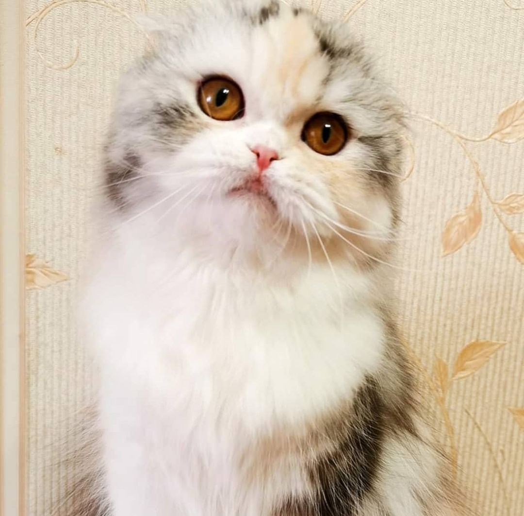 kittens_scottishfold_longhair в LOOKY — фото 3