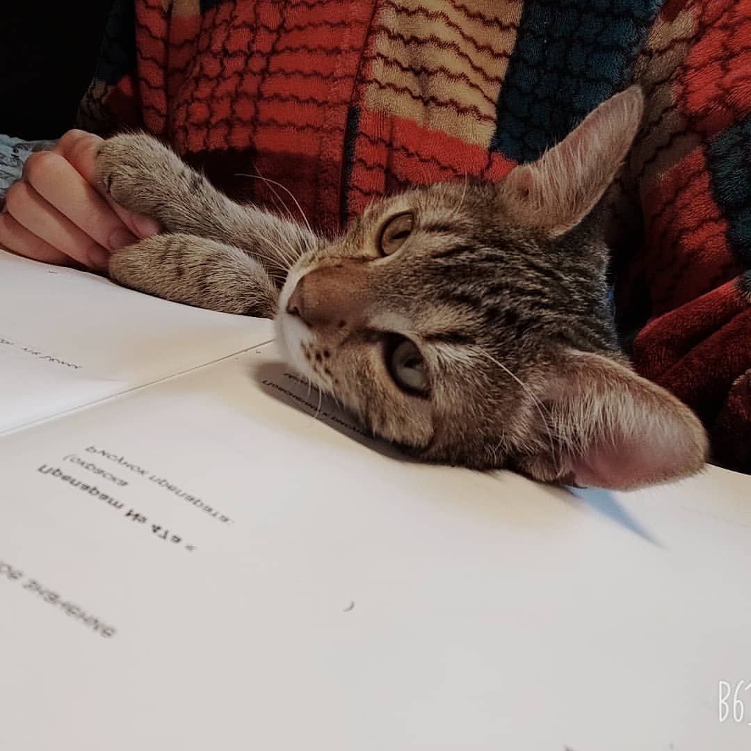animus_vet в LOOKY — Причина скопившейся домашки...
(Много котиков не бывает 😍☺️