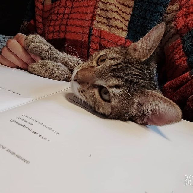 animus_vet в LOOKY. . Причина скопившейся ...