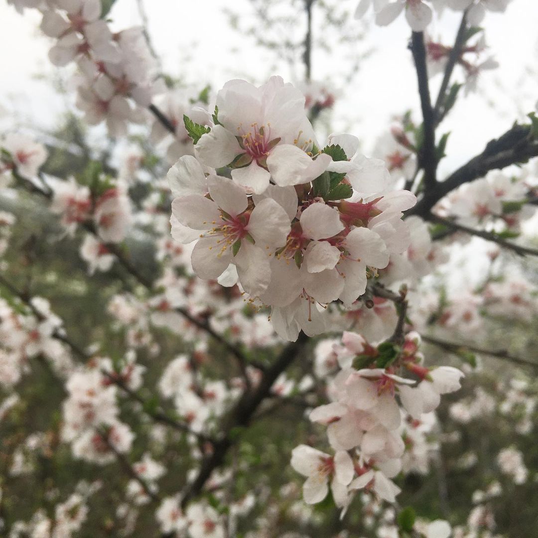 #цветы #природа#blumen