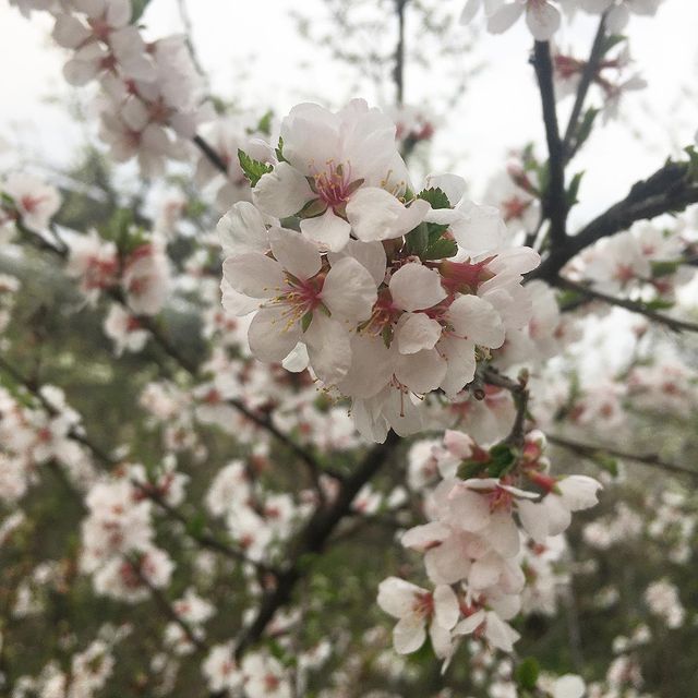wl_smir в LOOKY. #цветы,#природа#blumen. #цветы #природа#blum...