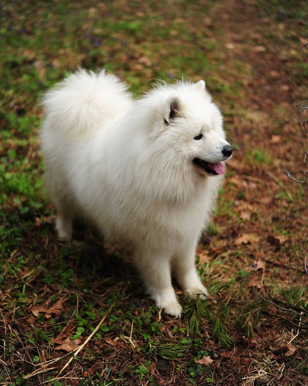 dimalife75 в LOOKY — фото 3