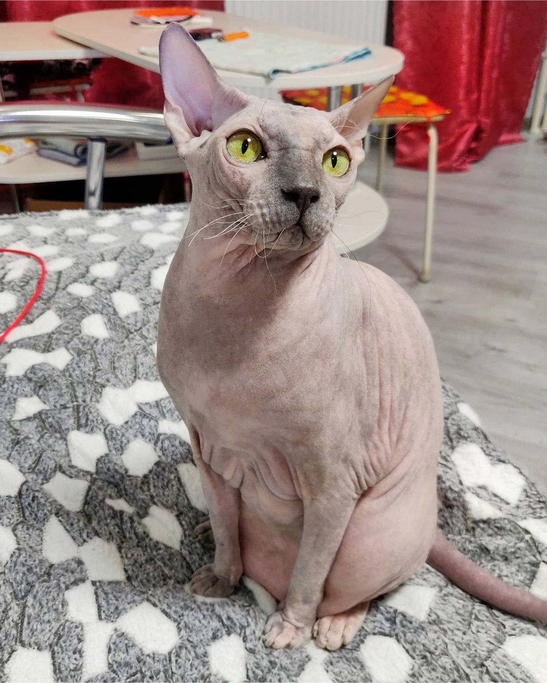 eva_sphynx_cat в LOOKY — фото 2
