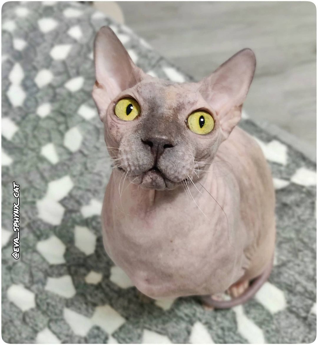 eva_sphynx_cat в LOOKY — фото 1