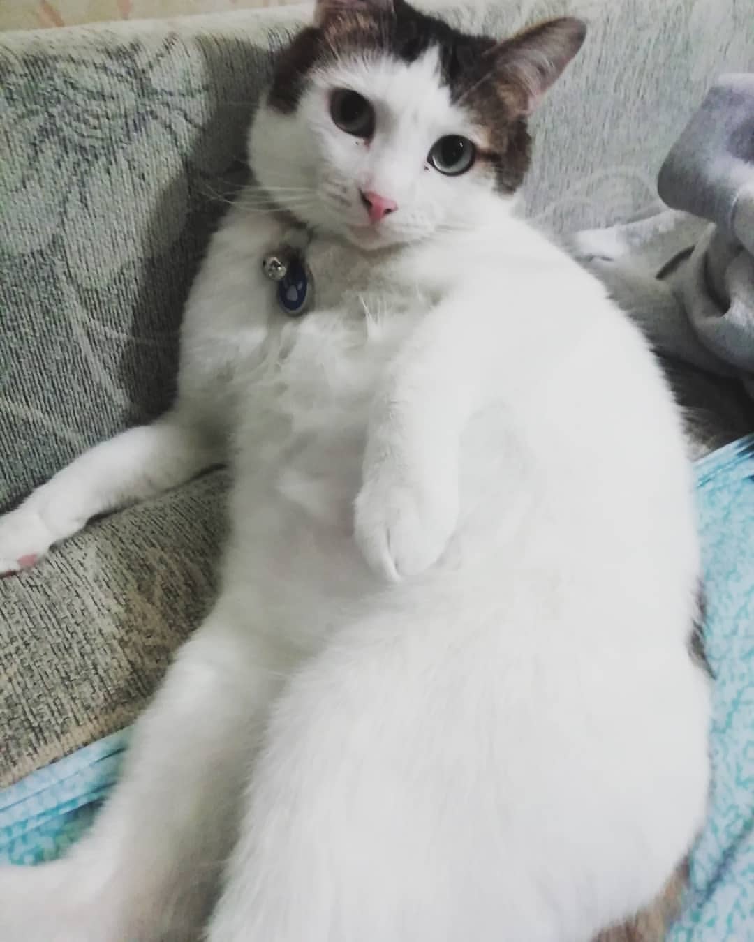 angel.devil.96 в LOOKY — На карантине толстеем не только мы, но и наши коты..
