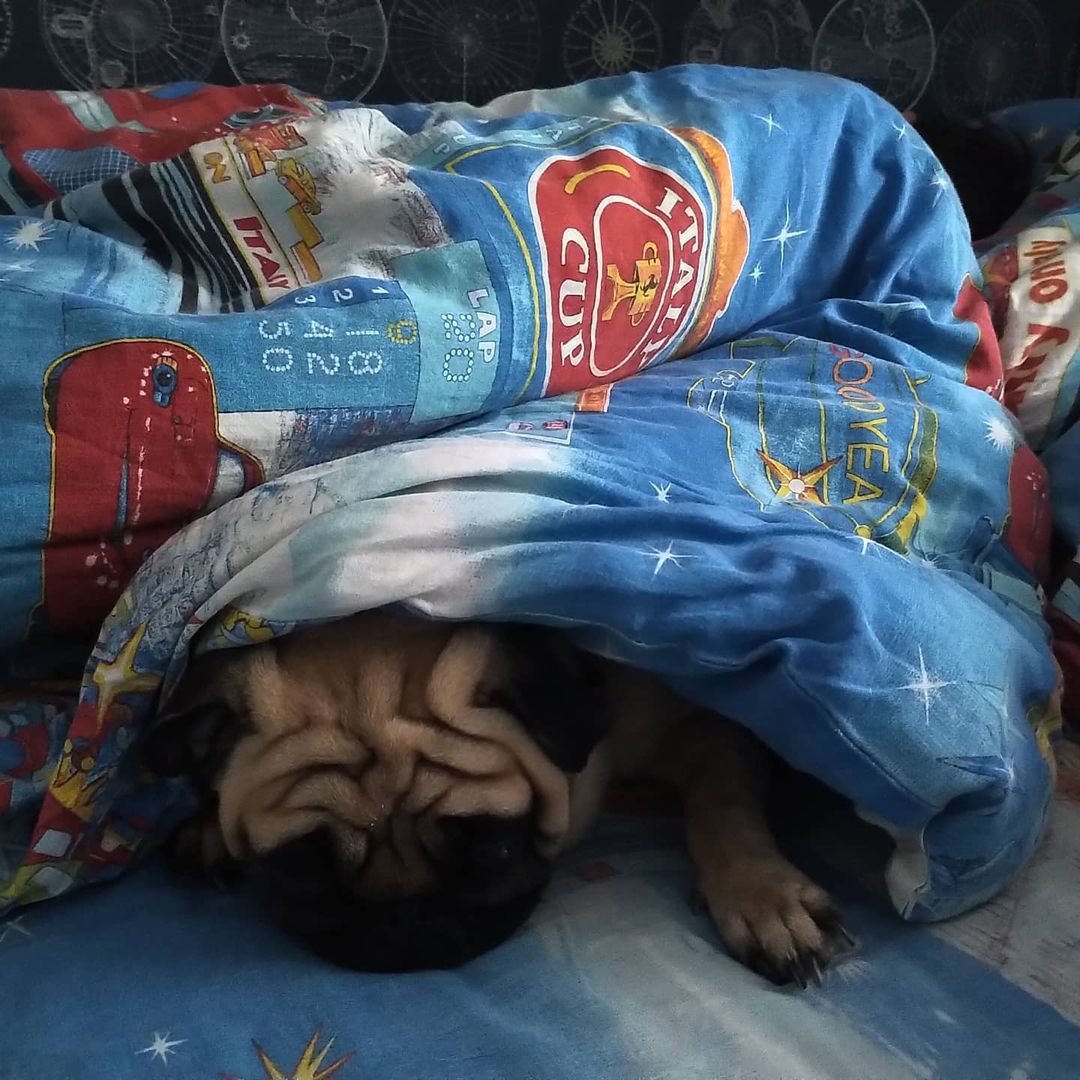 ko1eso in LOOKY. . С хозяином под одним...